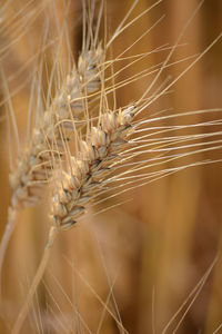 Close-up of wheat growing on field