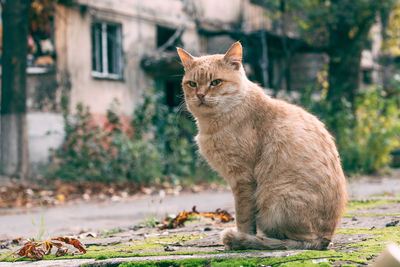 Close-up of cat