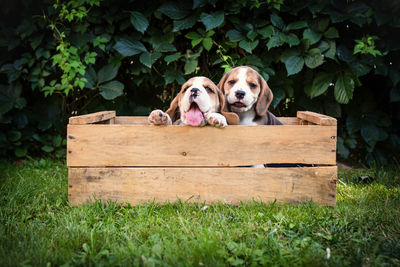Beagle puppies in wooden crate against plants on grassy field in back yard