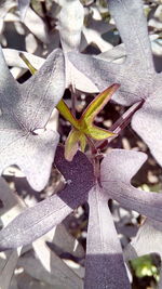 Close-up of plant