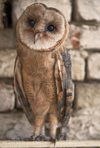 Close-up portrait of owl in zoo