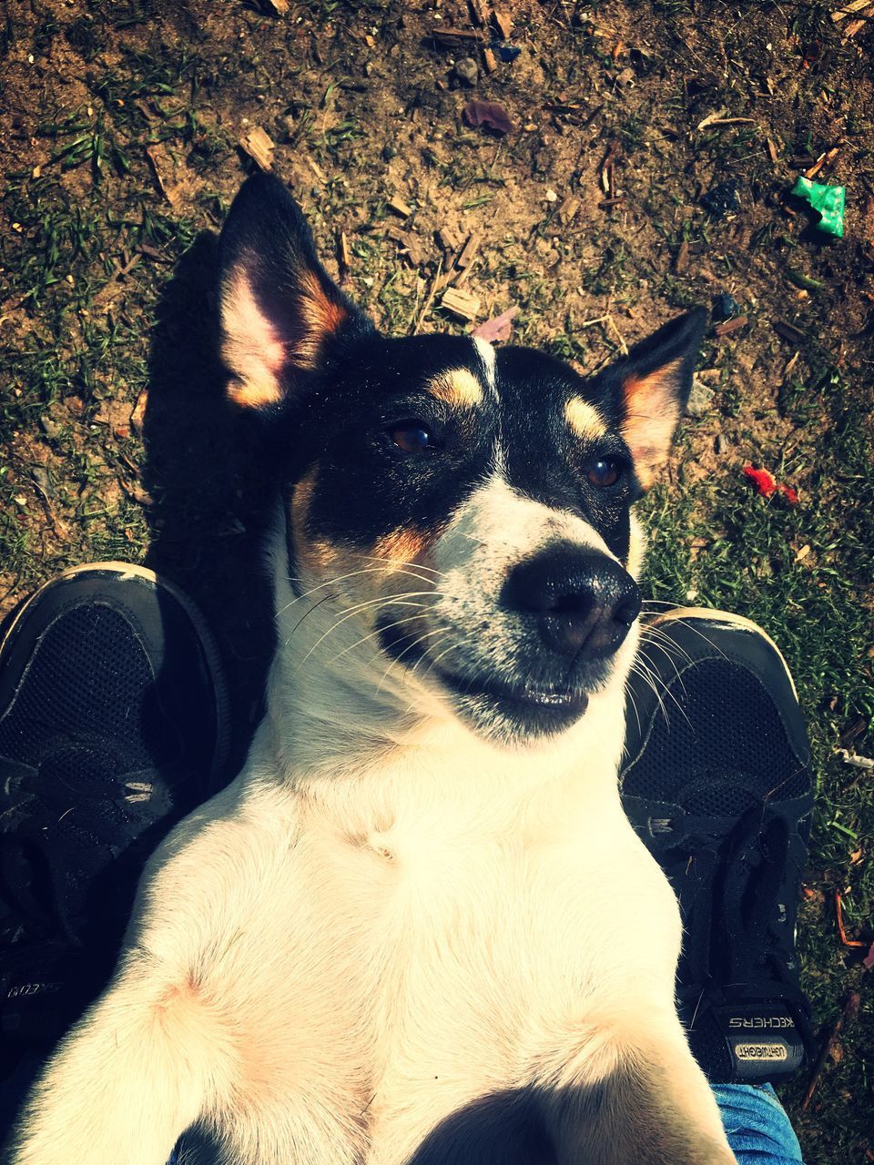 PORTRAIT OF DOG OUTDOORS