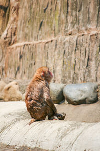 Monkey sitting on rock