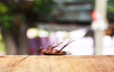 Dead cockroaches on a blurred background