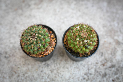 High angle view of potted plants