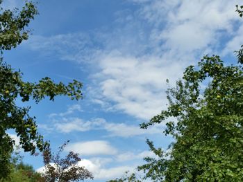 Low angle view of trees against cloudy sky