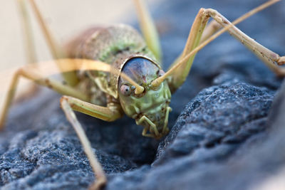 Cricket on a rock at a beach in southern crete.