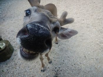 Close-up portrait of a key deer