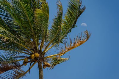 Low angle view of coconut palm tree against clear blue sky