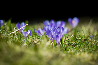 Close-up of purple crocus flowers on field