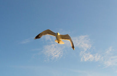 Low angle view of seagull flying