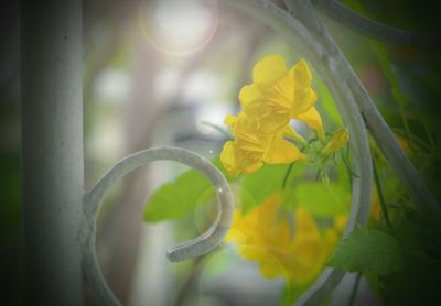 Close-up of yellow plant