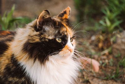 Fluffy domestic cat looks into distance. cute animal face close-up.