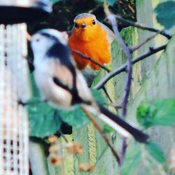 Close-up of bird perching on floor