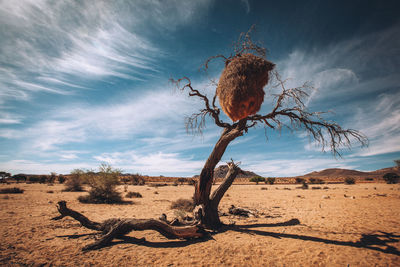 Bare tree on desert against sky