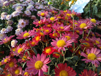 Close-up of flowers blooming outdoors