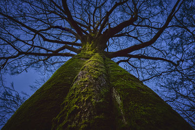 Low angle view of bare tree against sky