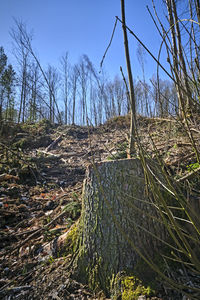 Panoramic shot of bare trees against clear sky