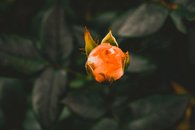 Close-up of orange flower on leaf