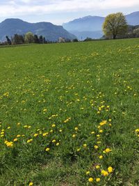 Scenic view of grassy field against sky