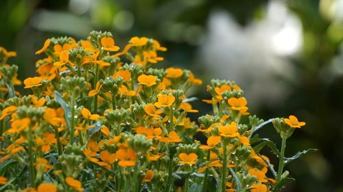 Close-up of yellow flowering plant on field