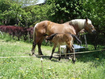 Horses grazing on field