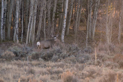 Deer in a forest