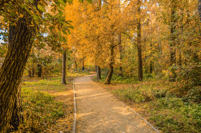 Footpath amidst trees in forest during autumn