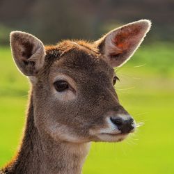 Close-up of an animal