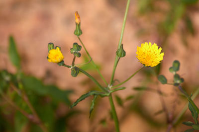 Close-up of yellow flowering plant