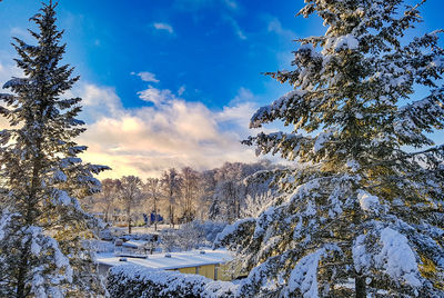 Trees on snow covered landscape against blue sky