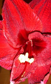 Close-up of red flower