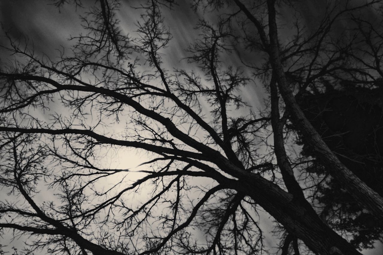 LOW ANGLE VIEW OF BARE TREE AGAINST THE SKY