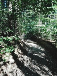 Trees growing in forest