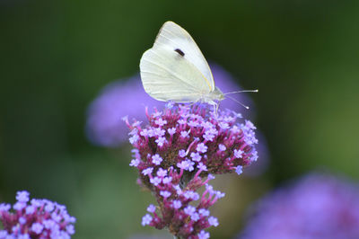 Close-up of butterfly on purple flower