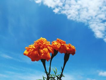 Low angle view of orange flowering plant against blue sky