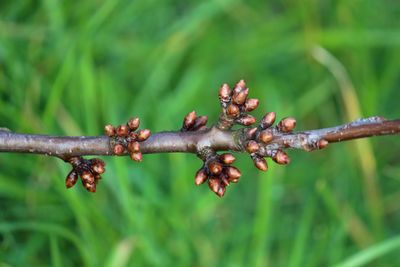 Close-up of berries on plant