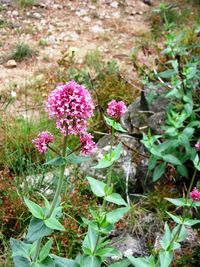 Close-up of pink flowers blooming outdoors