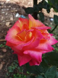 Close-up of pink rose blooming outdoors