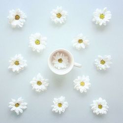 High angle view of white daisy flowers