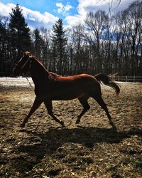 Side view of a horse on field