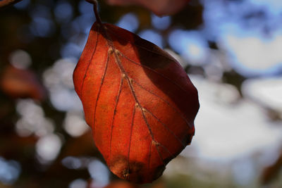 Close-up of autumnal leaf against blurred background