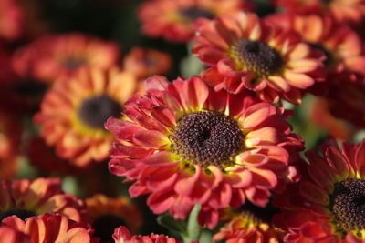 The orange chrysanthemum flowers in the garden.