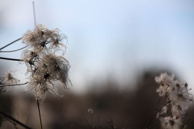 Close-up of wilted plant