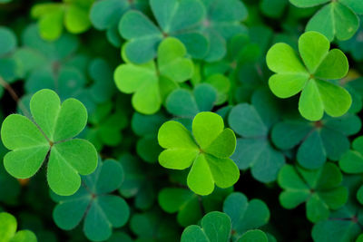 Full frame shot of green leaves