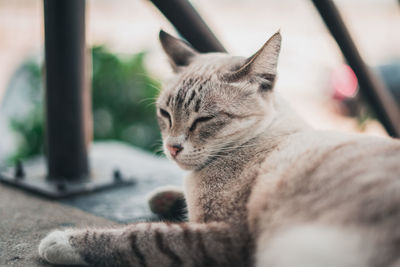 Close-up of a cat resting