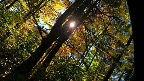 Low angle view of trees