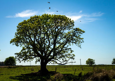 Tree on field against sky