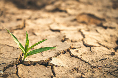 Close-up of plant growing on field