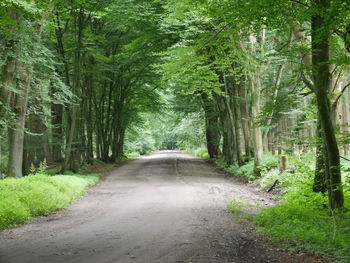 Road passing through forest
